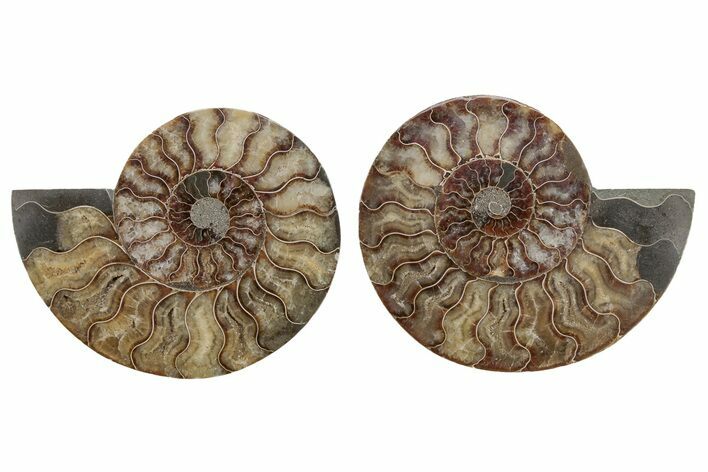 Cut & Polished, Agatized Ammonite Fossil - Madagascar #212891